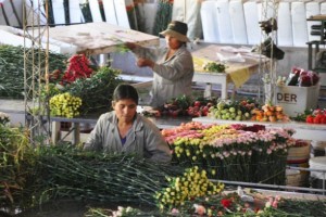 Asesores Financieros Pequeñas Empresas Sector Floricultor Colombia