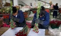 Consultores Financieros Grandes Empresas del Sector Floricultor en Colombia