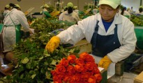 Consultoría Financiera Empresas Pyme Sector Floricultor Colombia