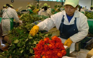 Consultoría Financiera Empresas Pyme Sector Floricultor Colombia