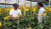 Consultoría Financiera Grandes Empresas del Sector Floricultor en Colombia