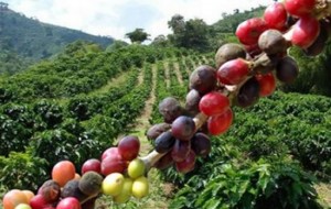 Valoración Empresas Pyme Sector Cafetero Colombia